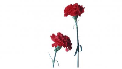 Banda Desenhada – 25 de abril de 1974: o que aconteceu nesse dia?